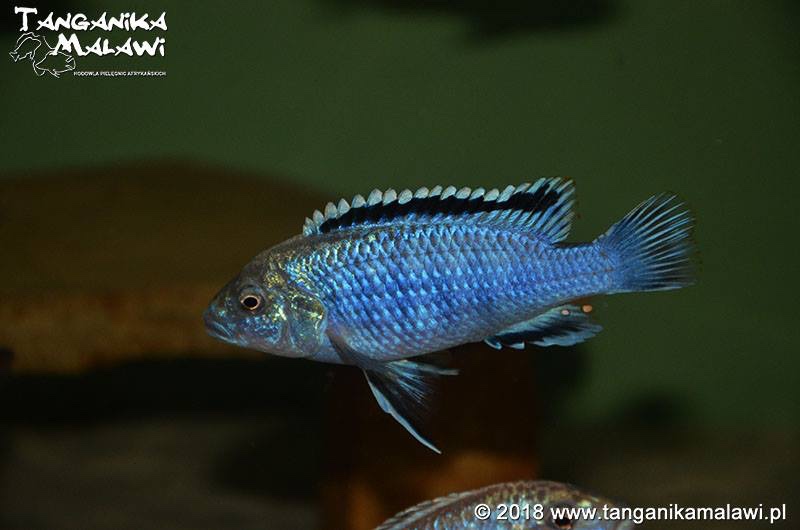 Labidochromis joanjohnsonae 'Likoma Island'
